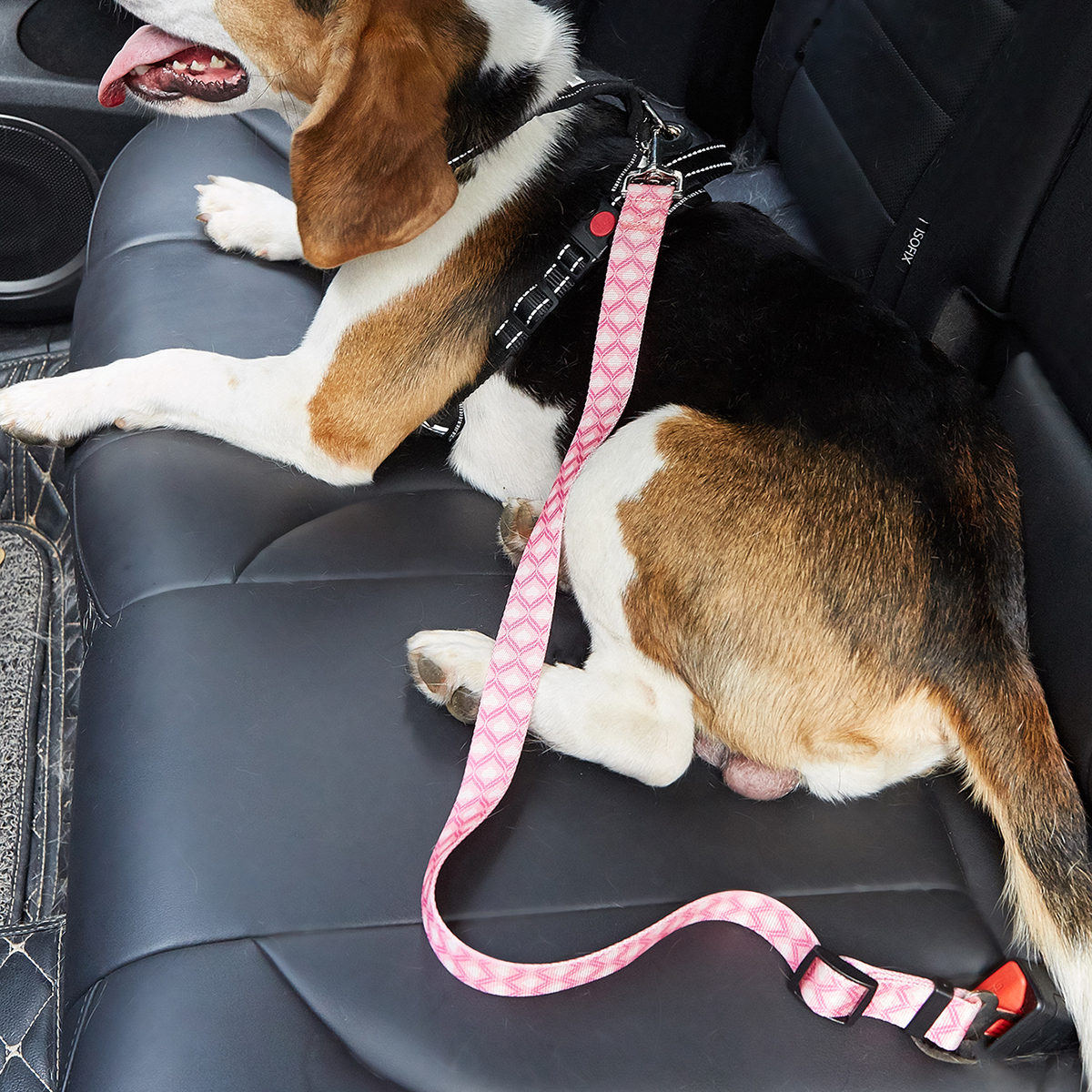 Dog Car Seat Belt