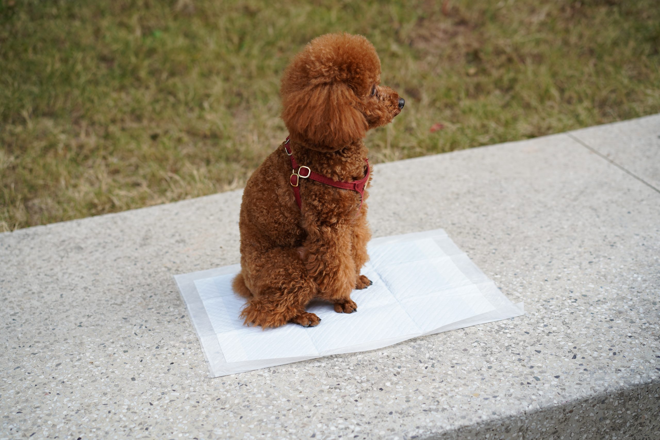 Dog Pee Pad