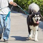 Multifunction Nylon Dog Leash