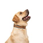 Airtag Dog Collar