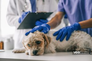 Several Transmission Routes of Canine Distemper Parvovirus