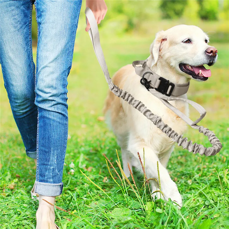 Dog Collars