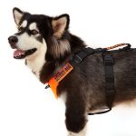 Pet Dog Harness