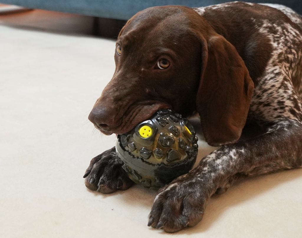 Multifunctional doggy toy