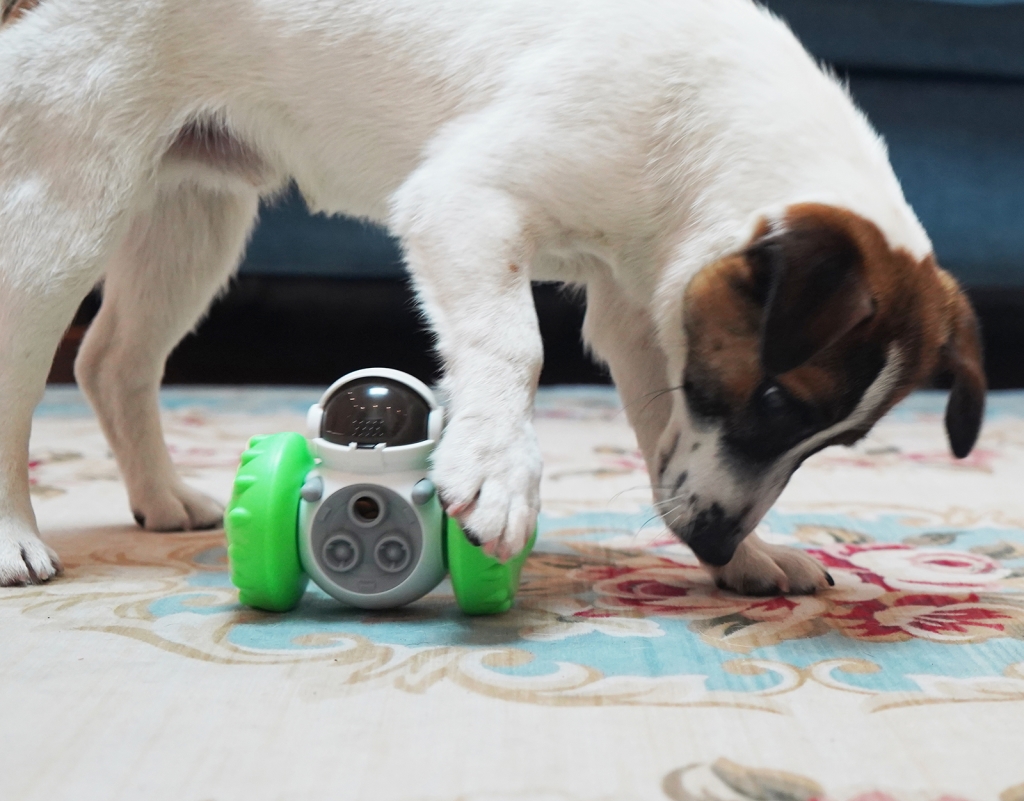 Pet Slow Feeder Toy