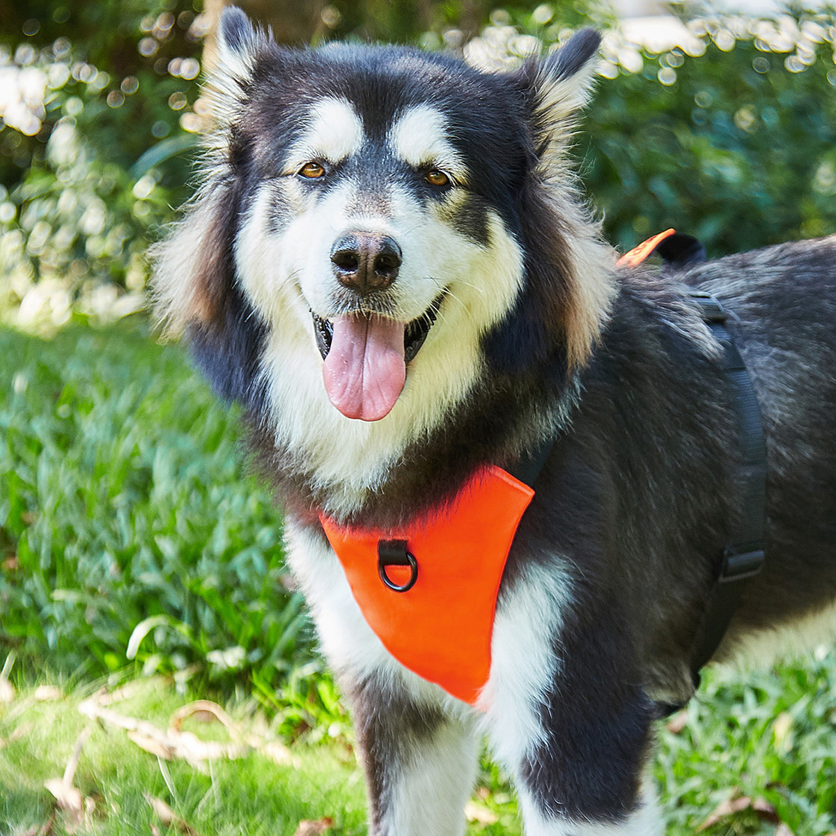 Pet Dog Harness