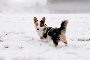 6 Reasons for Corgi Tail Docking, Health or Beauty?
