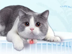 What Should You Do If A Cat Hhas Severe Hair Loss?