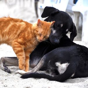 Can a Dog Get a Cat Pregnant? Risks of Interspecies Mating