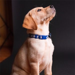 Why Does My Dog Pee Everywhere? 5 Resons