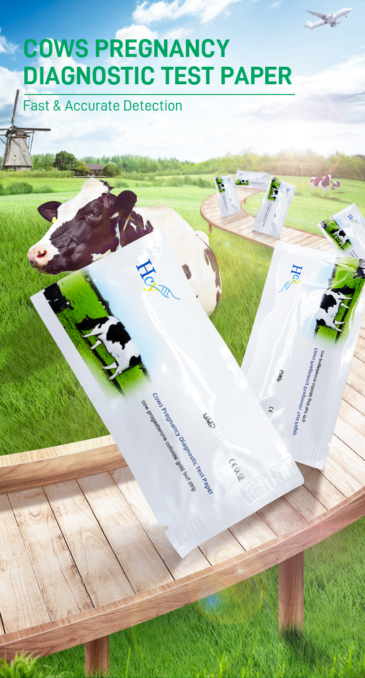 Cow pregnancy test