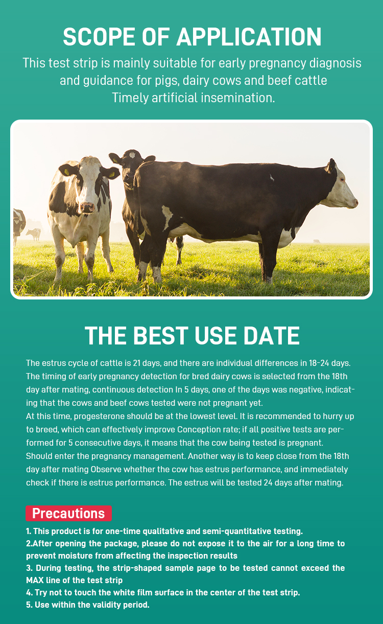 Cow pregnancy test