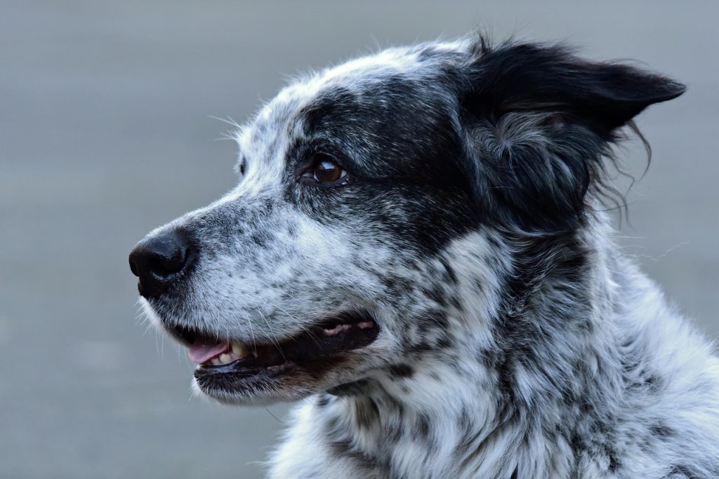 dog