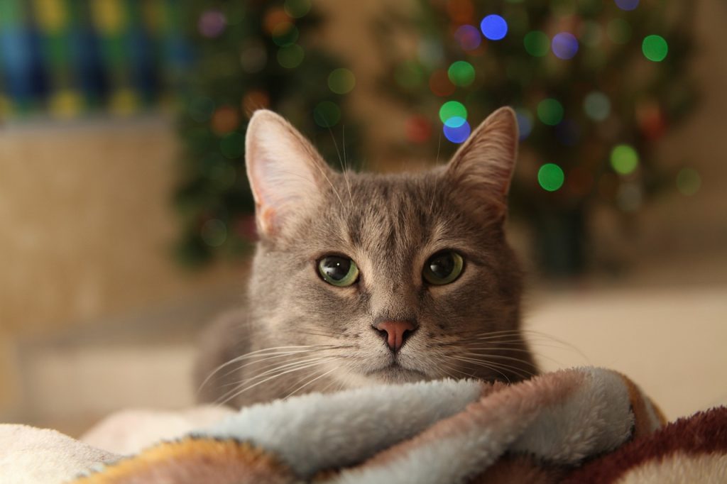 cat