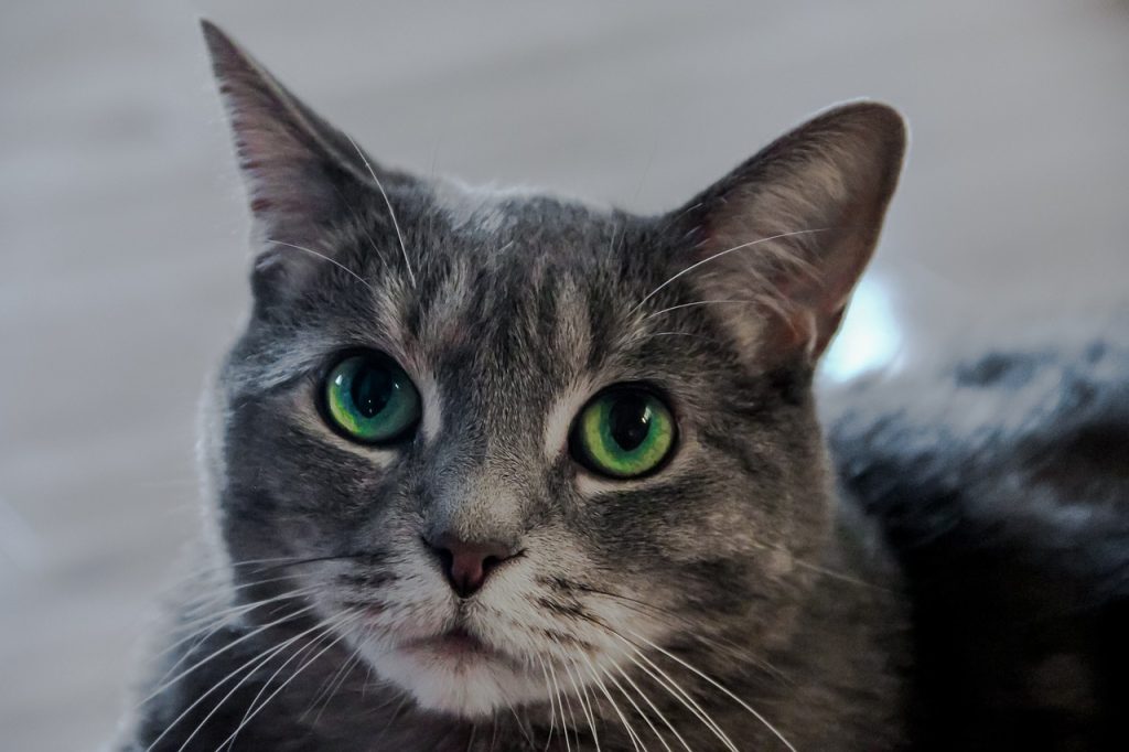 cat